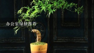 办公室绿植推荐