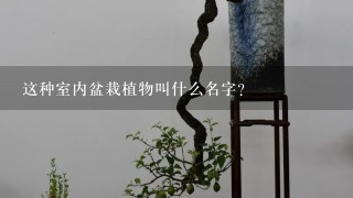 这种室内盆栽植物叫什么名字？