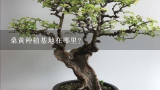 桑黄种植基地在哪里？