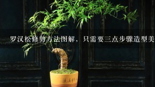 罗汉松修剪方法图解，只需要3点步骤造型美观茂盛