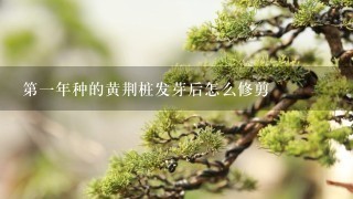 第1年种的黄荆桩发芽后怎么修剪