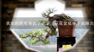 我家的散尾葵长了虫子，从花盆底座下面蹿出来，样子如图？