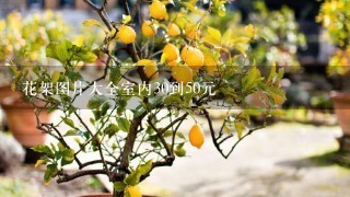 花架图片大全室内30到50元