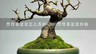 黑骨茶盆景怎么养护 2019黑骨茶盆景价格