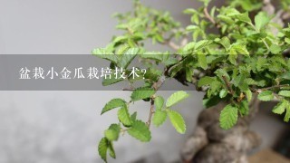 盆栽小金瓜栽培技术？