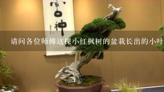 请问各位师傅这棵小红枫树的盆栽长出的小叶片也是红色的吗？