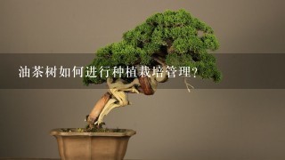 油茶树如何进行种植栽培管理？