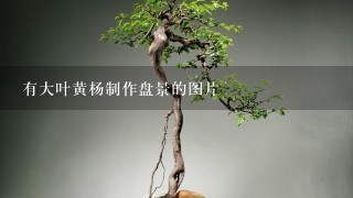 有大叶黄杨制作盘景的图片