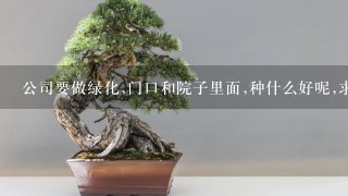 公司要做绿化,门口和院子里面,种什么好呢,求赐教？