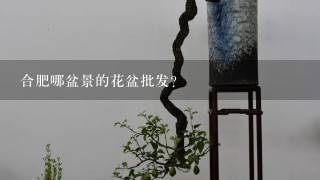 合肥哪盆景的花盆批发?