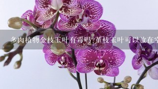 多肉植物金枝玉叶有毒吗?堇枝玉叶可以放在室内养殖吗？