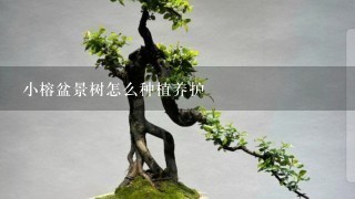 小榕盆景树怎么种植养护