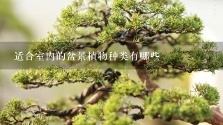 适合室内的盆景植物种类有哪些