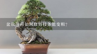 盆栽薄荷如何修剪枝条能变粗？