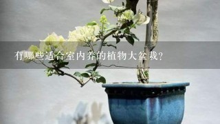 有哪些适合室内养的植物大盆栽？