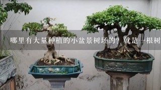 哪里有大量种植的小盆景树坯的？就是1根树杆，已经弯好，但是没有枝条和叶片。