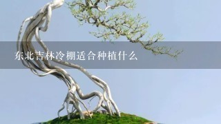 东北吉林冷棚适合种植什么