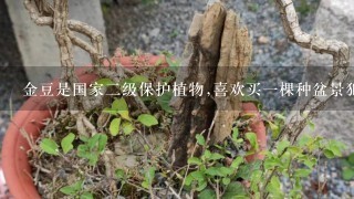 金豆是国家2级保护植物,喜欢买1棵种盆景犯罪吗