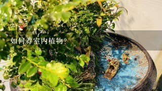 如何养室内植物?