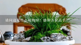 请问这是什么植物呀？感谢各位高手~~~~~~~~