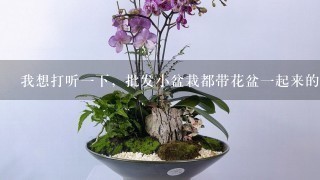 我想打听1下，批发小盆栽都带花盆1起来的吗