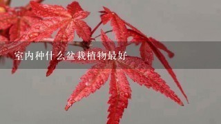 室内种什么盆栽植物最好