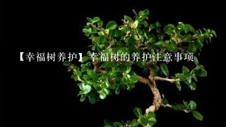 【幸福树养护】幸福树的养护注意事项