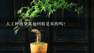 人工种楂桑黄包回收是真的吗?