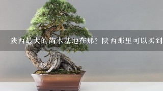 陕西最大的苗木基地在那？陕西那里可以买到树苗？陕西哪里卖红叶李？ 我是杨凌这边做绿化苗木繁育基地的。现在育有，红叶李 塔柏 大叶女贞 国槐 金叶女贞 红叶小檗 紫堇 木槿 连翘 紫叶矮樱 冬青 高山黄杨 牡丹 玫瑰 红叶碧桃 小叶女贞和1些营养钵绿化苗木，品种齐全有需要的朋友可