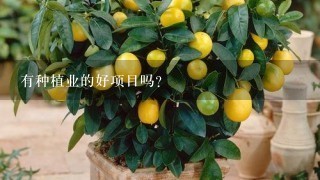 有种植业的好项目吗？