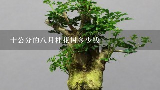 十公分的8月桂花树多少钱