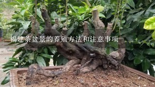 福建茶盆景的养殖方法和注意事项