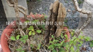 绿化1面围墙的植物用什么好？