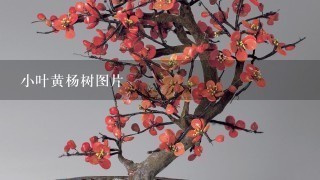 小叶黄杨树图片