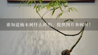 谁知道楠木树什么样的，提供图片和树叶！