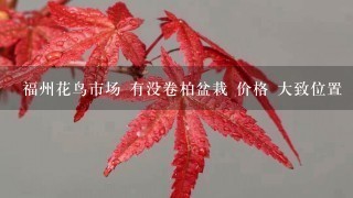 福州花鸟市场 有没卷柏盆栽 价格 大致位置