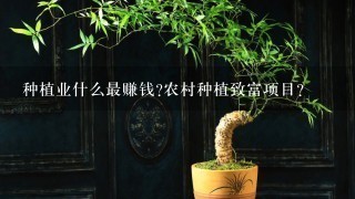 种植业什么最赚钱?农村种植致富项目？