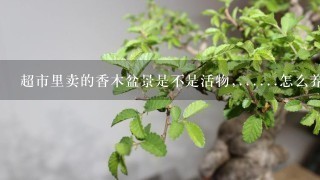 超市里卖的香木盆景是不是活物,......怎么养？