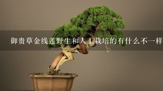 御贵草金线莲野生和人工栽培的有什么不1样吗？