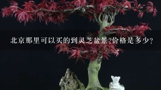 北京那里可以买的到灵芝盆景?价格是多少?