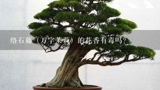 络石藤（万字茉莉）的花香有毒吗？