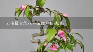 云南最大的花卉苗圃种植基地？