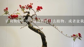 请问别墅室外1般会种植什么植物，或者盆栽，那些植物的功效是什么，最好来个WORD文件，感激不尽！！