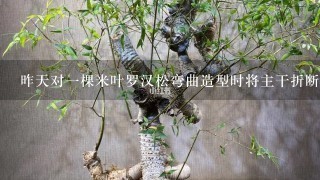 昨天对1棵米叶罗汉松弯曲造型时将主干折断，主干约食指粗请问各位大神，该如何处理，这边气温在3115