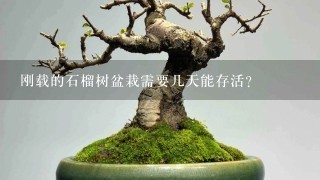 刚载的石榴树盆栽需要几天能存活？