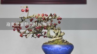 迎夏盆景什么时候发芽