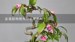 盆栽植物使用什么肥料好？