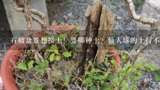 石榴盆景想换土！要哪种土？仙人球的土行不》？