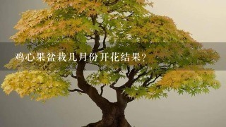 鸡心果盆栽几月份开花结果？