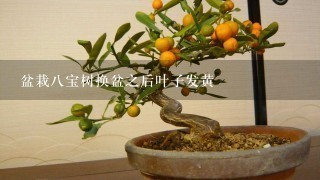 盆栽8宝树换盆之后叶子发黄